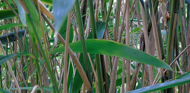 Invasive plant control