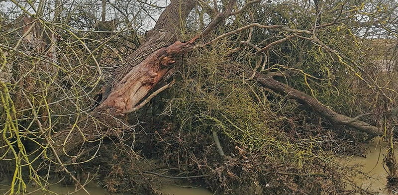 Problem Trees Problem Trees