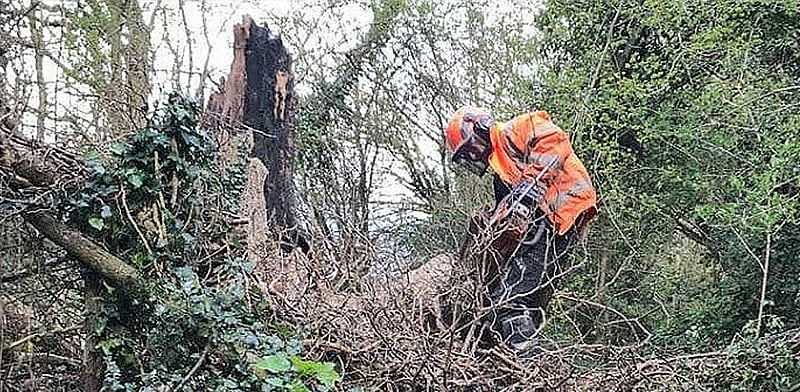Tree Felling and Removal