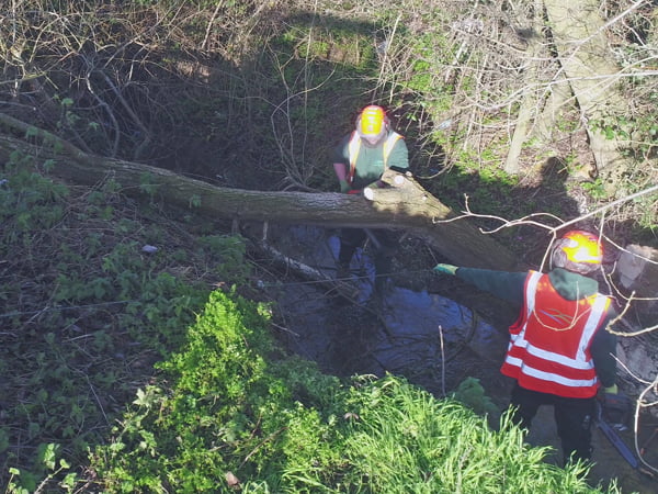 Tree Felling & Removal