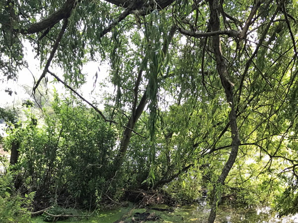 Tree Pollarding & Canopy Works