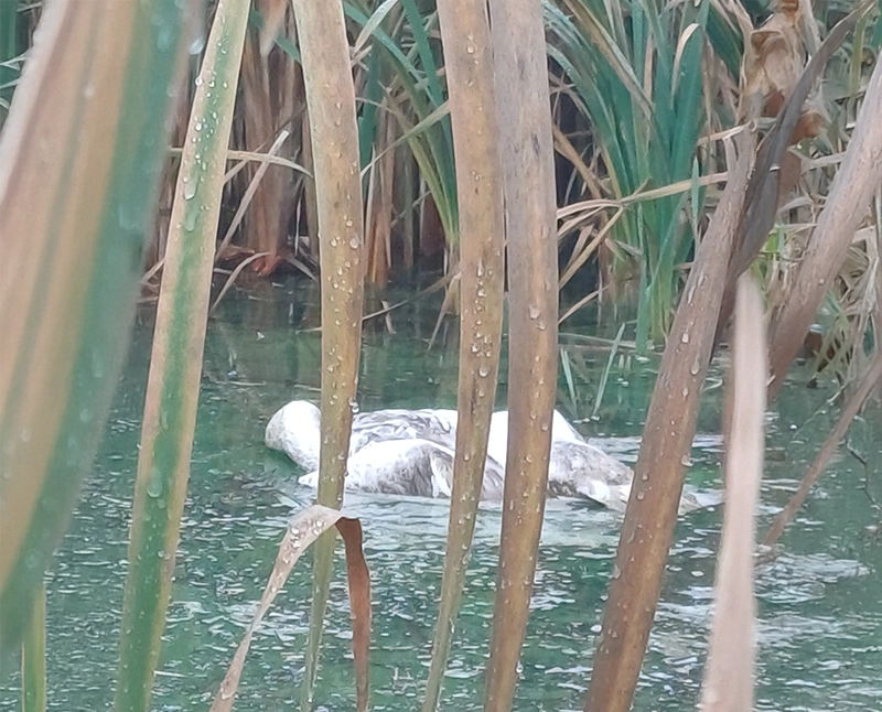 Dead Swan in Water